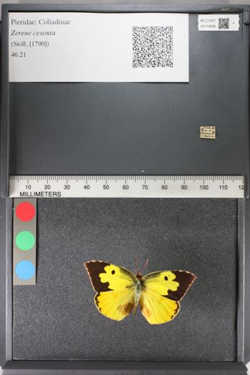 Media type: image;   Entomology 119896